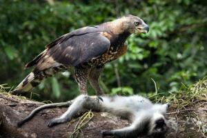 现今地球上最大的鹰，菲律宾食猿雕(翼展2.5米专杀猿猴)