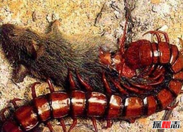 世界第二大蜈蚣，秘鲁巨人蜈蚣体长42厘米(能捕食蝙蝠)