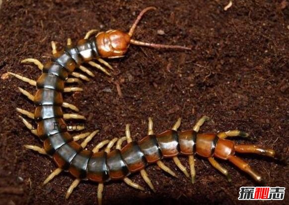 世界第二大蜈蚣，秘鲁巨人蜈蚣体长42厘米(能捕食蝙蝠)