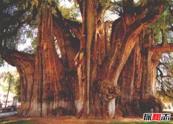 世界上最古老的树，挪威云杉Old Tjikko(活了9500多年)