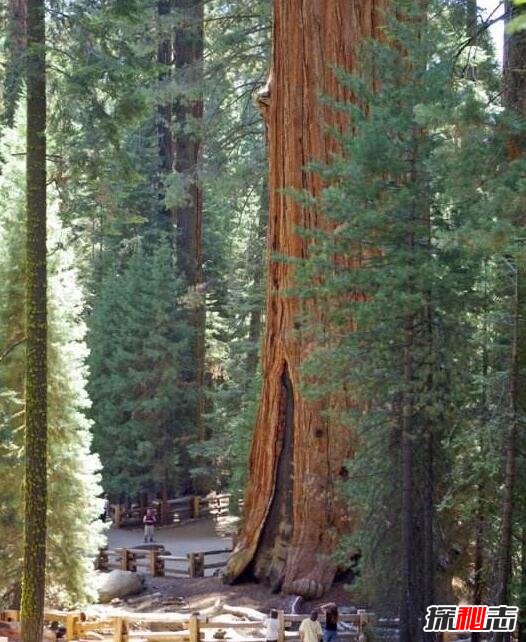 世界上最大的树，雪曼将军树(高83.8米/直径11.1米)