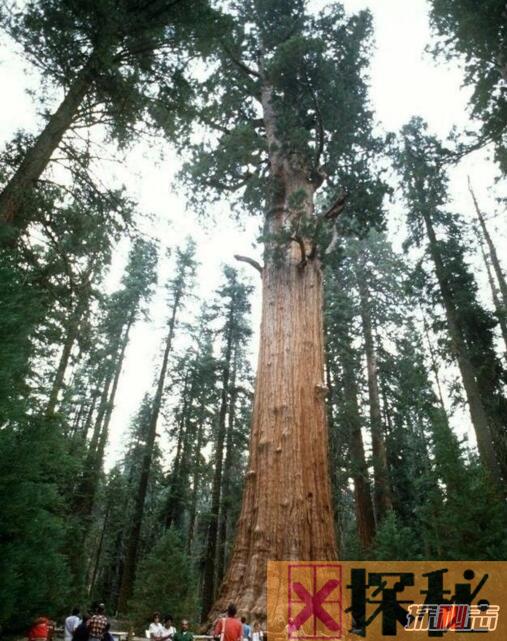 世界上最大的树，雪曼将军树(高83.8米/直径11.1米)