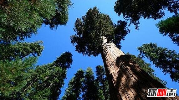 世界上最高的树，澳洲杏仁桉树(高156米/基座直径30米)
