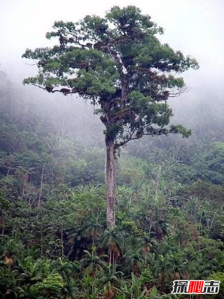 世界上最古老的树，挪威云杉Old Tjikko(活了9500多年)