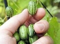 世界上最小的西瓜，拇指西瓜(只有3厘米大)