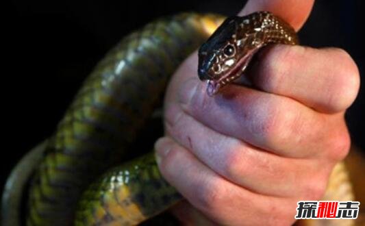 世界上最毒的陆栖蛇，内陆太攀蛇(一口毒可杀25万只老鼠)