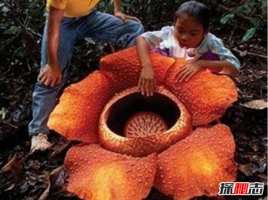 世界上最大的食人花，大王花(吃人图片触目惊心)