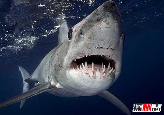 世界上速度最快的鲨鱼，灰鲭鲨(嗜血吃人比船还快)