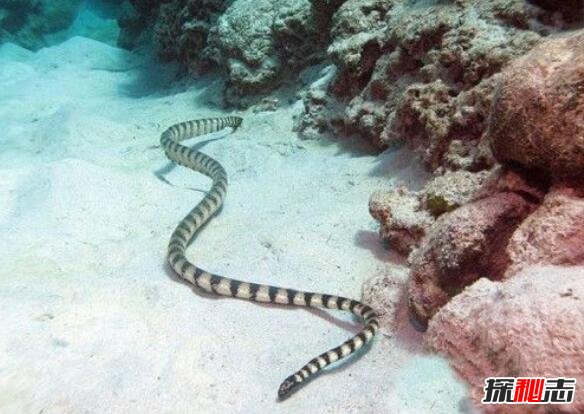海洋第二毒王艾基特林海蛇，咬一口瞬间致死(药石无医)