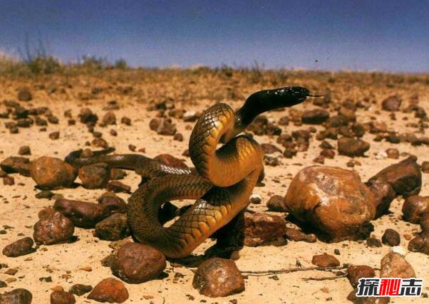 世界上最毒的陆栖蛇，内陆太攀蛇(一口毒可杀25万只老鼠)