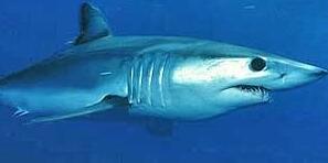 世界上速度最快的鲨鱼，灰鲭鲨(嗜血吃人比船还快)