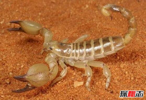 世界上毒性最强的蝎子，巴勒斯坦毒蝎(中毒不死即瘫)