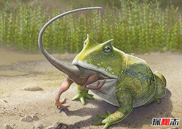 地球史上最大的蛙类，魔鬼蛙体长1米(能吞食同体型恐龙)