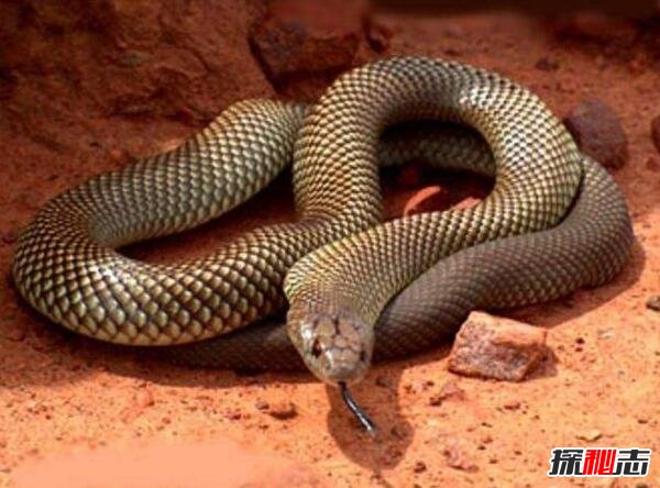 澳洲大陆上最大的毒蛇，棕伊澳蛇(最爱攻击睡觉的人)