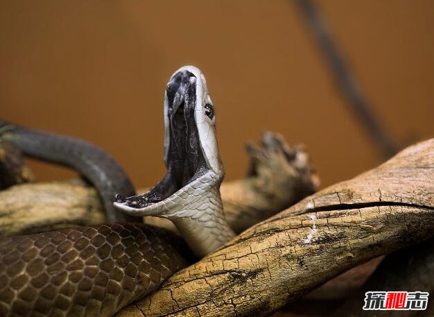 世界上移速最快的毒蛇，黑曼巴蛇一秒6米(一口毒可杀20人)