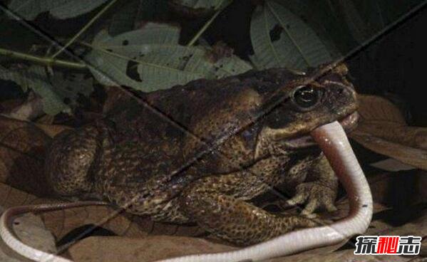 世界上最大的蛙类，喀麦隆巨蛙(全长1米能吃蛇)