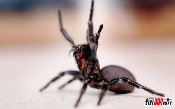 世界上最毒的蜘蛛，澳洲漏斗形蜘蛛(被咬15分钟毙命)