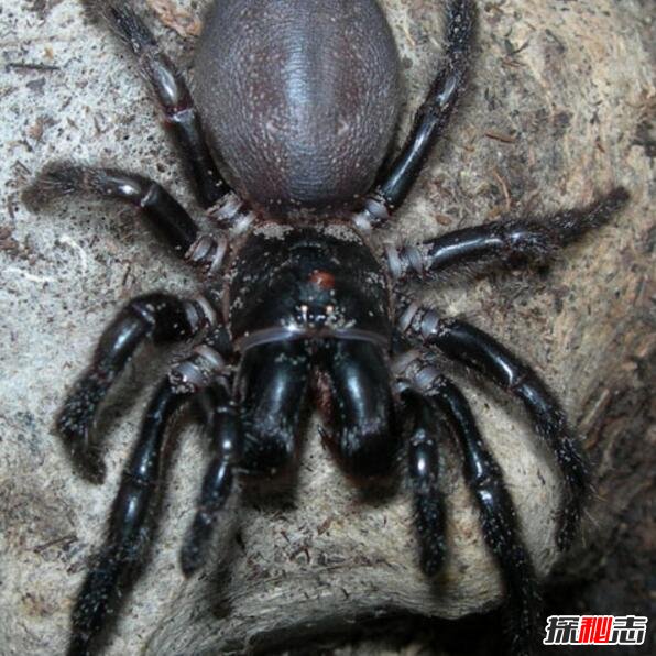 世界上最毒的蜘蛛，澳洲漏斗形蜘蛛(被咬15分钟毙命)