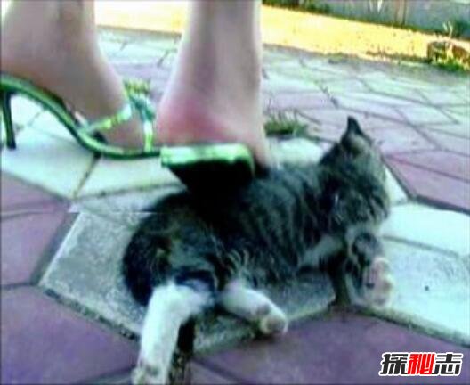 微波炉虐猫事件视频，嫌吵将猫放进微波炉15分钟活活烧死