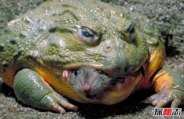 世界上最大的蛙类，喀麦隆巨蛙(全长1米能吃蛇)