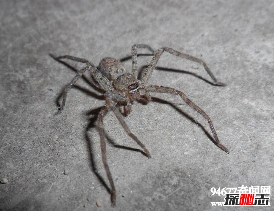 世界上腿最长的蜘蛛，蜢蜘(身长4厘米/腿长30厘米)