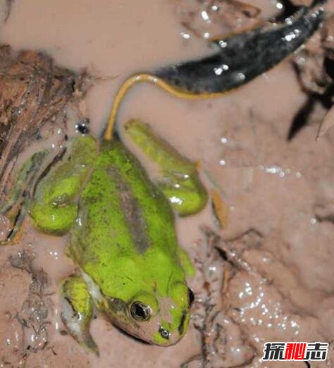 世界上蝌蚪最大的蛙类，不合理蛙(蝌蚪25厘米/成体7厘米)