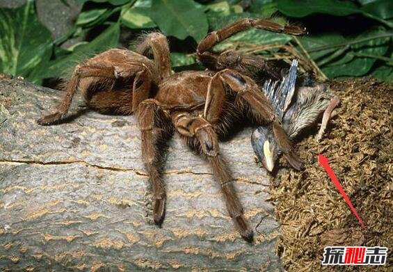 世界上最大的蜘蛛，亚马逊巨人食鸟蛛(体长30厘米)