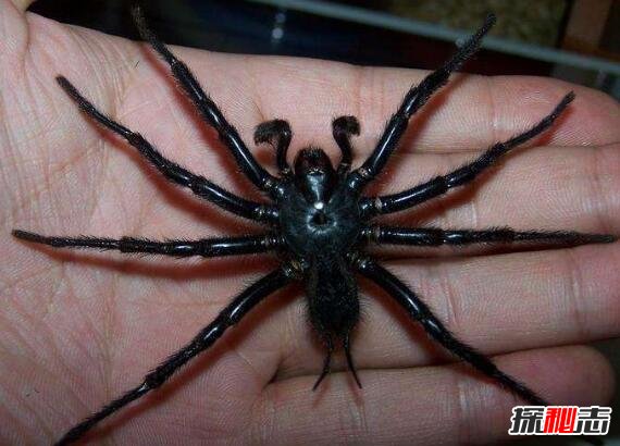 台湾最大的毒蜘蛛，巨型上户蜘蛛(长20厘米/剧毒无比)