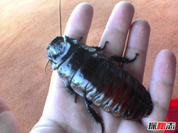 世界上最大的蟑螂，犀牛蟑螂(体长9厘米/能被调教)