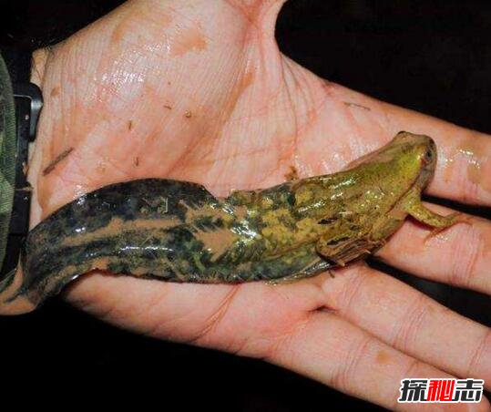 世界上蝌蚪最大的蛙类，不合理蛙(蝌蚪25厘米/成体7厘米)