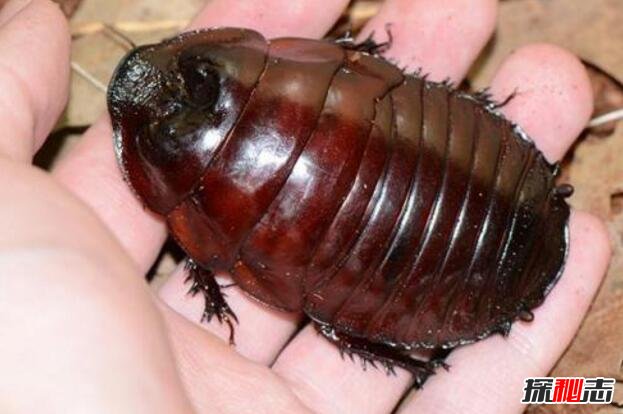 世界上最大的蟑螂，犀牛蟑螂(体长9厘米/能被调教)