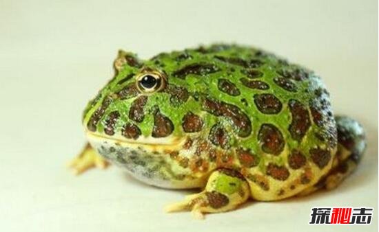 绿角蛙
