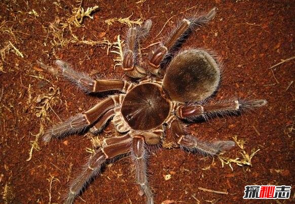 世界上最大的蜘蛛，亚马逊巨人食鸟蛛(体长30厘米)