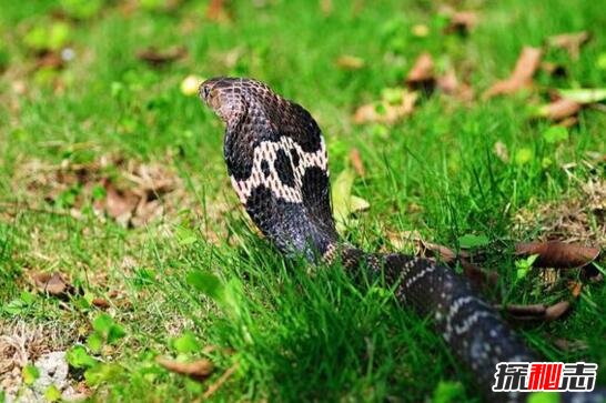 舟山眼镜蛇既中华眼镜蛇，体长2米能喷毒(即将灭绝)