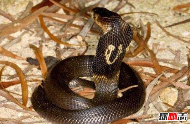 舟山眼镜蛇既中华眼镜蛇，体长2米能喷毒(即将灭绝)