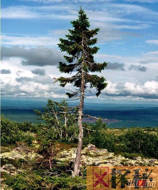 世界上最矮的树，矮柳比青草还矮(最高不过5厘米)
