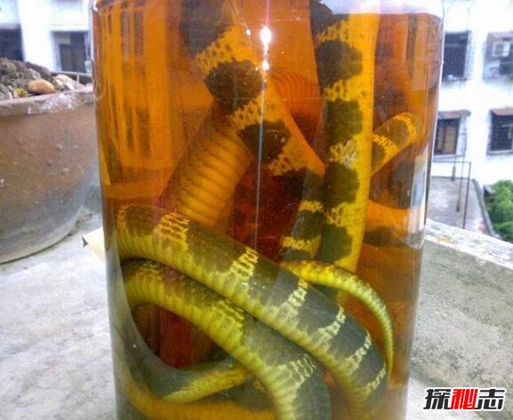 中国致命毒蛇金环蛇，身怀剧毒却能吃能泡酒(图片)