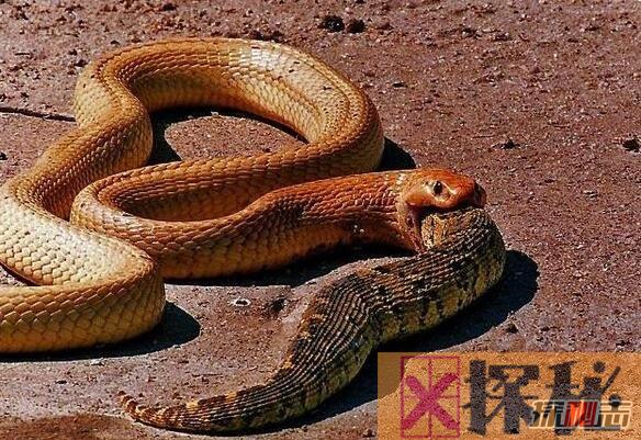 非洲咬人最多的蛇，黄金眼镜蛇(凶过黑曼巴/致命率60%)