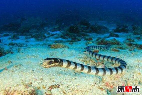 世界上最毒的蛇，贝尔彻海蛇毒杀一人仅需0.01ml毒液
