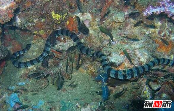 世界上最毒的蛇，贝尔彻海蛇毒杀一人仅需0.01ml毒液