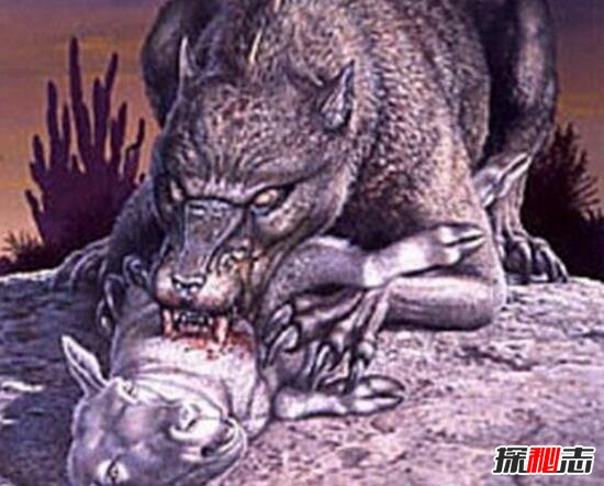 吸血怪兽之谜，大型怪物吸干动物的血(患兽疥癣的郊狼)