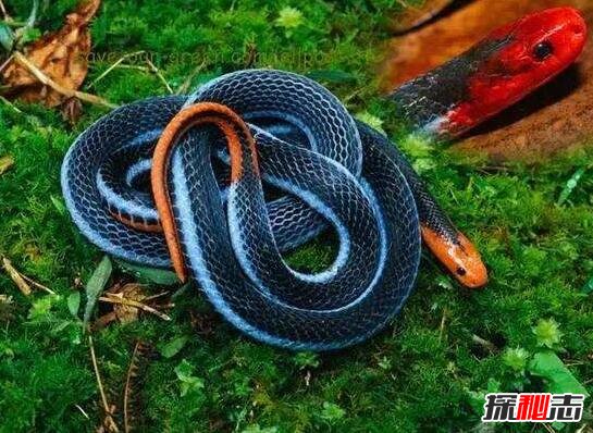 世界上毒腺最大的蛇，蓝长腺珊瑚蛇(身体的1/3都是毒液)