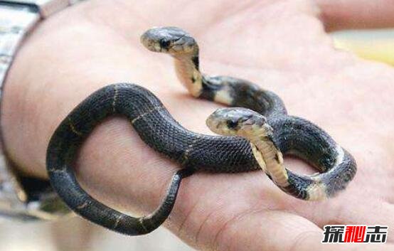 什么是双头蛇，基因变异长出两个蛇头(双头蛇打架视频)