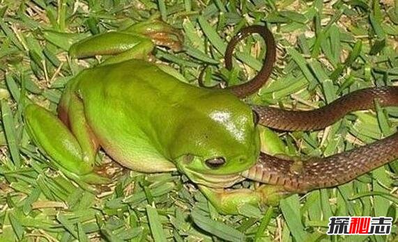 食蛇蛙天生免疫蛇毒，最爱吃响尾蛇(食蛇蛙吃蛇视频)