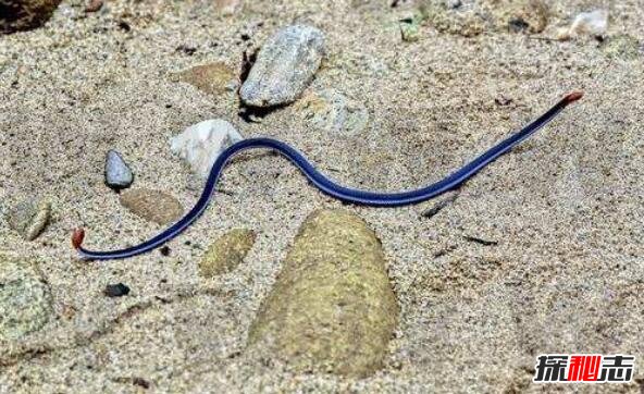 蓝蛇是什么蛇，价值330万的变异蓝化绿树蟒(视频图片)