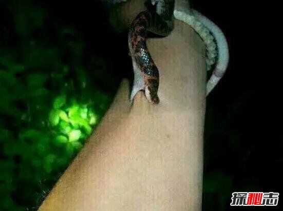 最受争议的毒蛇赤链蛇，毒性再小也能致命(图片)