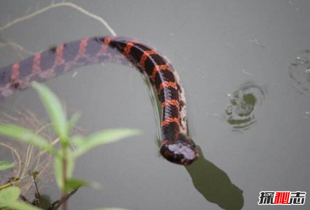 最受争议的毒蛇赤链蛇，毒性再小也能致命(图片)