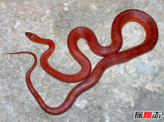 最受欢迎的宠物蛇玉米蛇，极易变异的无毒观赏蛇(图片)