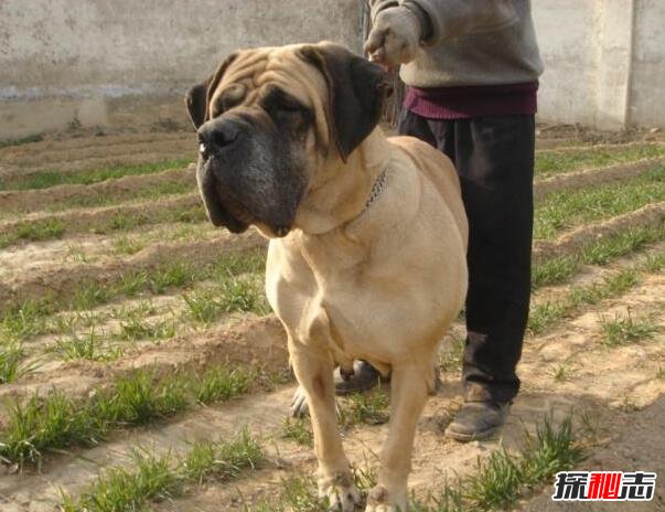 世界上最大最古老的犬种，马士提夫獒犬(四千年前的战犬)