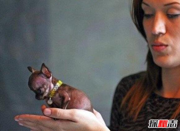 世界上最小的狗排名，吉娃娃米莉仅高6.53cm(最袖珍狗)